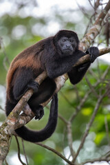 Howler Monkey of Costa Rica
