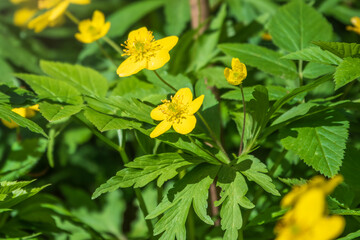 Spring yellow flowers - anemone ranunculoides, the yellow anemone, yellow wood anemone or buttercup anemone