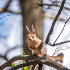 Fototapeta premium The squirrel sits on a branches in the spring or summer.