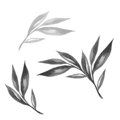 Black and grey leaves watercolour as design elements. Hand drawn style. Isolated on white background