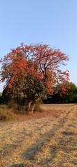 Flame of the forest, kesudo tree, palash tree.