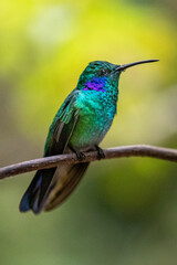 Beautiful green violet ear hummingbird with brilliant color perches on a tree branch in Monteverde Cloud Forest in Costa Rica