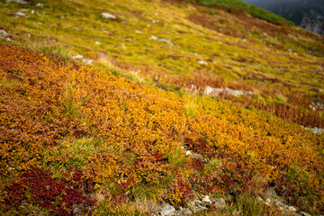 富山県立山町の立山の秋の紅葉の季節に登山している風景 Scenery of climbing Tateyama Mountain in Tateyama Town, Toyama Prefecture, Japan during the season of autumn leaves. 