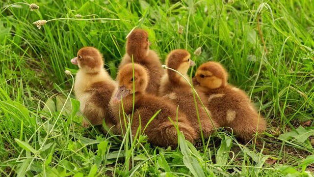 Little ducklings running away on the green grass. Cute yellow goslings eating grass. Taking care of animals. Poultry farming in the household. Poultry in the backyard. Goose breeding farm. Farming.