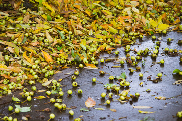 Obraz na płótnie Canvas water puddle on the sidewalk. autumn weather, rainy day. on wet asphalt. there is a light rain. reflexes, drops of water. shallow depth of field, soft selective focus. apple on wet paving slabs