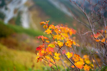 富山県立山町の立山の秋の紅葉の季節に登山している風景 Scenery of climbing Tateyama Mountain in Tateyama Town, Toyama Prefecture, Japan during the season of autumn leaves. 