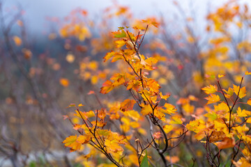 富山県立山町の立山の秋の紅葉の季節に登山している風景 Scenery of climbing Tateyama Mountain in Tateyama Town, Toyama Prefecture, Japan during the season of autumn leaves. 