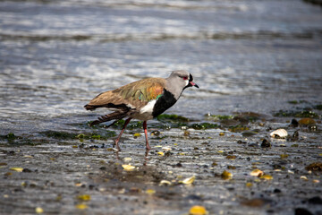black crowned crane
