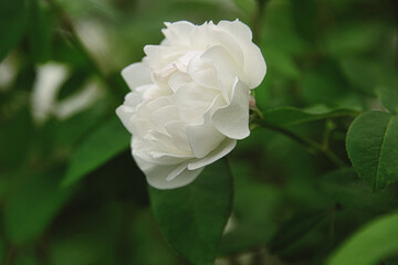 気高く気品のある白いバラのクローズアップ