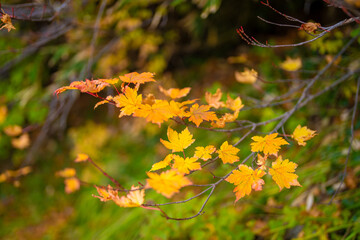 富山県立山町の立山の秋の紅葉の季節に登山している風景 Scenery of climbing Tateyama Mountain in Tateyama Town, Toyama Prefecture, Japan during the season of autumn leaves. 