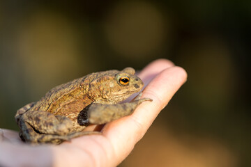 Common European toad - Bufo bufo - held in hands