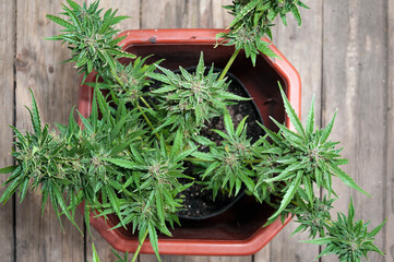 ripe medical cannabis plant with buds in bloom before harvest on wooden floor vertical view