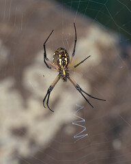 Yellow Garden Spider