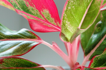 leaves of siam aurora