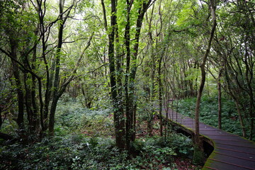 a wonderful boardwalk in the summer forest