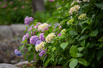 アジサイ　紫陽花　あじさい　hydrangea