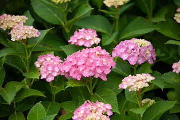 アジサイ　紫陽花　あじさい　hydrangea