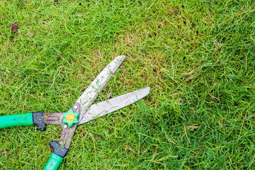 Lawn scissors Place it on the lawn in the garden of the house.