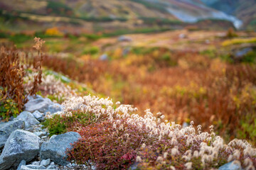 富山県立山町の立山の秋の紅葉の季節に登山している風景 Scenery of climbing Tateyama Mountain in Tateyama Town, Toyama Prefecture, Japan during the season of autumn leaves. 