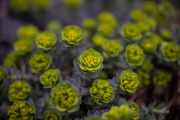 Bush of Myrtle Spurge Euphorbia Myrsinites