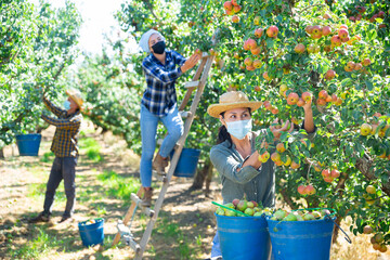 Three workers in face masks picking green and pink pears in garden