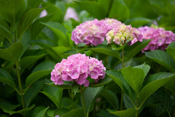 アジサイ　紫陽花　あじさい　hydrangea