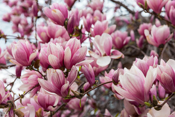Magnolia Tree in Full Spring Bloom