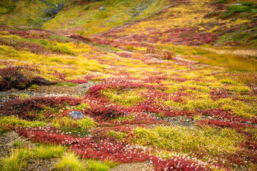 富山県立山町の立山の秋の紅葉の季節に登山している風景 Scenery of climbing Tateyama Mountain in Tateyama Town, Toyama Prefecture, Japan during the season of autumn leaves. 