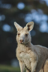 White kangaroo grazing with her joey.