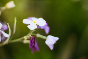 flowers in the garden