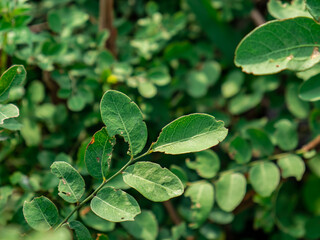 close-up detail of small leaves eaten by insects in the garden
