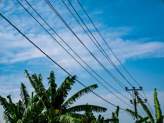 clear blue sky with power lines running across and banana leaves
