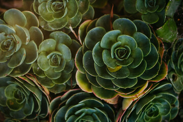 close up of a cactus