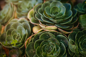 close up of a cactus