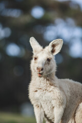 White kangaroo grazing with her joey. © Brayden