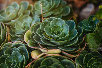 Obraz premium close up of a cactus