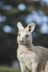 White kangaroo grazing with her joey.