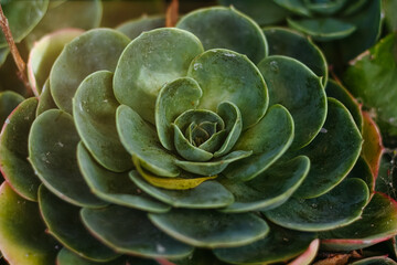 close up of a cactus