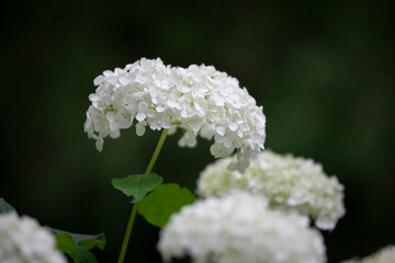 アジサイ　紫陽花　あじさい　hydrangea