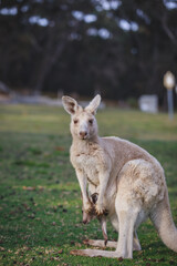 White kangaroo grazing with her joey.