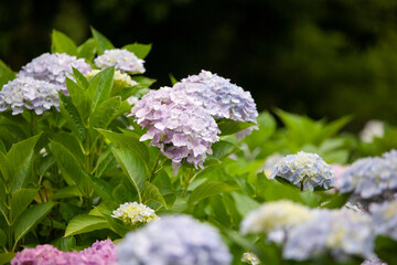 アジサイ　紫陽花　あじさい　hydrangea