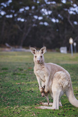 Naklejka na ściany i meble White kangaroo grazing with her joey.