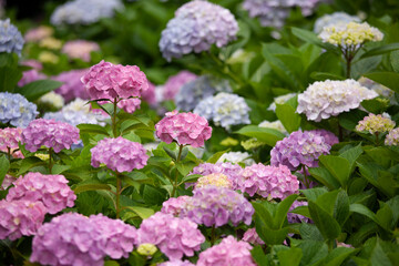アジサイ　紫陽花　あじさい　hydrangea