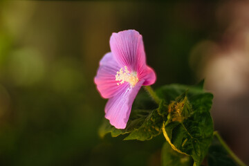 Obraz premium pink flower