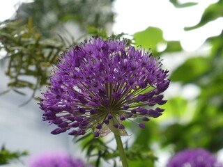 Close up of a flower Purple Flower Plant Bokeh 