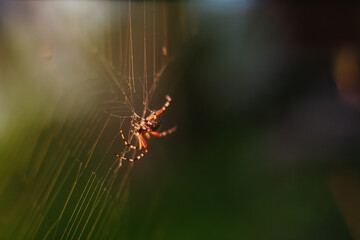 spider on web