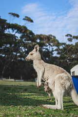 White kangaroo grazing with her joey. © Brayden