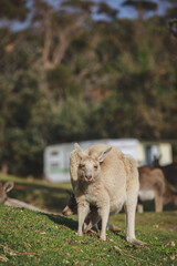 White kangaroo grazing with her joey. © Brayden