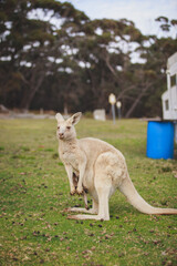 White kangaroo grazing with her joey.