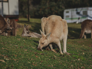 White kangaroo grazing with her joey. © Brayden